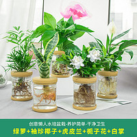 水培植物盆栽绿萝栀子花办公室内花卉小绿植四季好养多肉水养盆栽