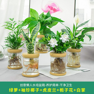 梵花拾光 水培植物盆栽绿萝栀子花办公室内花卉小绿植四季好养多肉水养盆栽