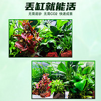 crazy aquatic plants/疯狂水草 水草植物鱼缸造景摆件全套水培植物和鱼共养阴性蜈蚣真草火山石