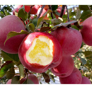 农仙味新疆冰糖心苹果红富士新鲜水果时令礼盒苹果整箱大果 5斤装精选一级果 单果80-90mm