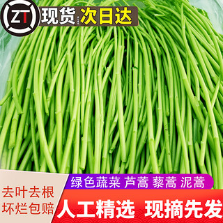 当季芦蒿 新鲜篱蒿3斤去根去叶黎蒿新鲜蔬菜野菜藜蒿鲜嫩泥蒿茼蒿