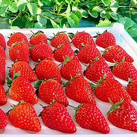 雪束 丹东99红颜草莓  礼盒装2斤（24颗）
