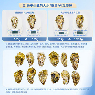 秋诗鲜湘【鲜活】生蚝 海鲜贝类 （3-4两） 5斤装