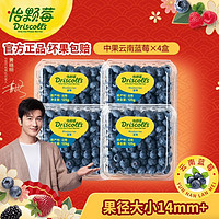 Driscoll's Only the Finest Berries 怡颗莓 当季云南蓝莓 国产蓝莓 新鲜水果 云南当季125g*4盒