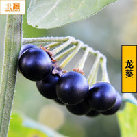 北蔬 龙葵种子食用中药家庭种植 紫黑龙葵种子500粒