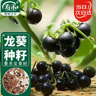 寿禾 黑悠悠种子龙野生葡萄葵果种籽食用 潍育墨丰野葡萄种子5000粒