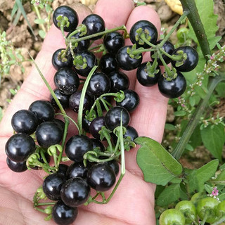 寿禾 黑悠悠种子龙野生葡萄葵果种籽食用 潍育墨丰野葡萄种子5000粒