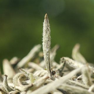 品品香茶叶 福鼎白茶 明前特级白毫银针 简语花香白茶便捷装18克