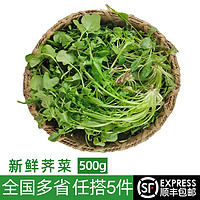 绿食者新鲜荠菜500g 农家新鲜蔬菜 香荠菜 馄饨饺子馅食材 500g
