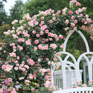 海蒂的花园月季花苗盆栽玫瑰花果汁阳台花卉阳台爬藤本植物