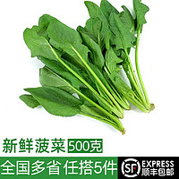 绿食者新鲜菠菜500g 火锅食材 新鲜时令蔬菜 500g