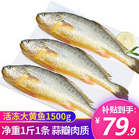 滋百尚 活冻黄花鱼1500g 冷冻大黄鱼 共3条 海鲜水产 烧烤食材