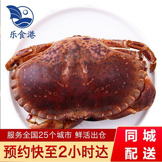 乐食港 鲜活面包蟹螃蟹1.4-1.6斤/1只爱尔兰海鲜水产 700-800g/1只