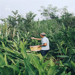 昔物所守藏· 姜花银针 福鼎白茶2022高山白毫银针福建茶手工窨制 50g