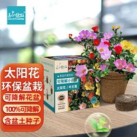 Bloom Life 匠心绽放 IAM City Farmer太阳花 可降解花盆套装 DIY室内阳台种植 好种易开花 儿童种植