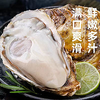 农美年乳山精品生蚝 XXXXXL 号 鲜活新鲜牡蛎带壳5.5斤装 海鲜海蛎子 乳山新鲜生蚝 单 个 4-6两