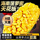  雪束 海南黄肉老树菠萝蜜整果  精选18-22斤（1个果）　