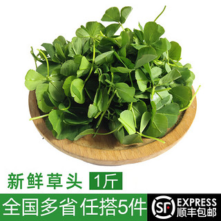 绿食者新鲜草头500g 金花菜 上海本地农家三叶菜 新鲜蔬菜苜蓿草