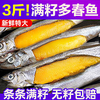北海湾 多春鱼满籽新鲜多籽鱼冷冻鲜活500g*3袋