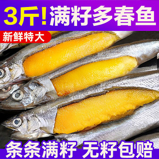 多春鱼满籽新鲜多籽鱼冷冻鲜活500g*3袋