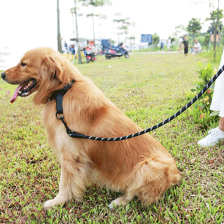 猫姐汪弟 狗绳子大型犬牵引绳反光牵引带加长2米中型犬遛狗绳狗链拴狗绳 橙色狗绳1.5米 直径1.2厘米