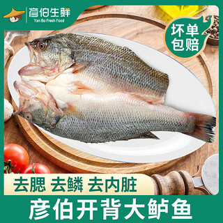 彦伯 开背大鲈鱼300g*5袋