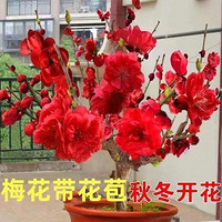 兜市精选 浓香型腊梅带花苞发货梅花盆栽室外绿植耐寒花卉大全  红梅 x 8年