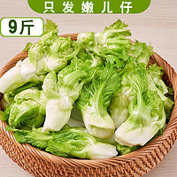 禄奉飨礼新鲜儿菜娃娃菜抱儿母子耳菜农家自种咸菜原料蔬菜 纯儿仔9斤（净重）