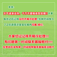 奶油生菜500g新鲜蔬菜沙拉食材现摘现卖大兴百亩种植