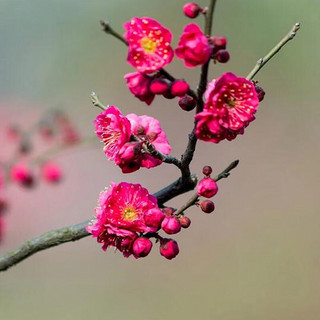 秋忆浓红梅花树苗盆栽老桩庭院耐寒冬季开花卉植物浓香原生高杆骨里红梅4年苗1颗