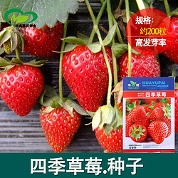 睿格达 百花仙子蜜汁草莓籽种 约200粒/袋