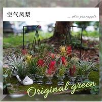 子豪缘 空气凤梨无土植物特价花期精灵带色包邮绿植盆栽花草礼品礼物
