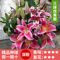 睿格达 进口重瓣香水百合种球盆栽2球+肥料