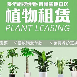 深圳办公室长沙绿植租赁同城配送诚信租摆