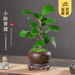 KaiShiguo Plants 开时果 小盼菩提盆栽（带果发货）中式禅意植物办公室内桌面小绿植盆景（2-5颗小果）