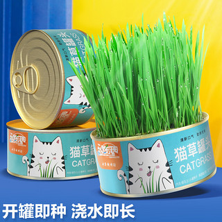 憨憨乐园 猫草盆栽罐头猫草