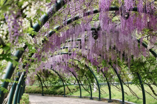 江浙沪周边游又一好去处!周末清明端午都不加价!下渚湖度假酒店 多种房型1-2晚套餐(含双早+下渚湖门票和船票等)