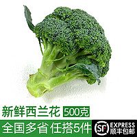 绿食者 新鲜西兰花500g 青花菜 绿花菜 花椰菜 时令蔬菜
