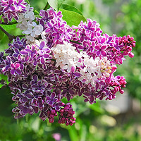 中梦 丁香花树苗浓香花卉盆栽室内外庭院绿化风景植物耐寒Z1 品种备注2.0公分 不含盆