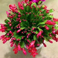 兰桑 蟹爪兰盆栽绿植室内外阳台花卉四季开花蟹爪莲种重瓣 红色6棵