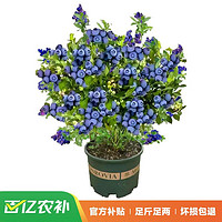双盟 蓝莓树果苗 绿宝石 40-60cm