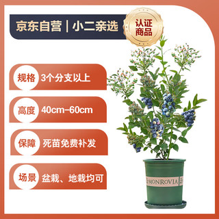 双盟 蓝莓果苗盆栽 当年结果