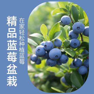 双盟 蓝莓果苗盆栽 当年结果