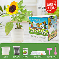 寿禾 矮生向日葵盆栽趣味种植幼儿园作业 矮生向日葵儿童种植(盒装)