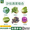 千牛优福新鲜生菜组合4斤球生菜红叶等6种沙拉蔬菜轻食蔬菜包 6种蔬菜共4斤【10包酱】