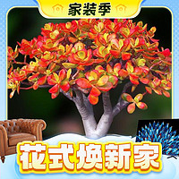 春焕新、家装季：轩林美 多肉盆栽组合 姬红花月 单头小苗4-6cm
