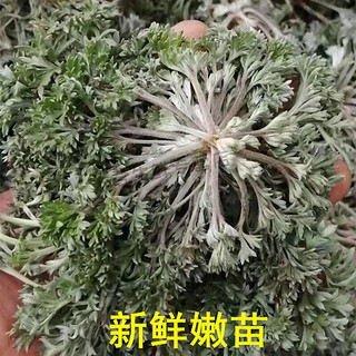 阿树尚【鲜挖野生】新鲜茵陈带根白蒿野菜深山野菜无污染带根地菜现 甄选新鲜茵陈1斤装