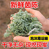 阿树尚【鲜挖野生】新鲜茵陈带根白蒿野菜深山野菜无污染带根地菜现 甄选新鲜茵陈2斤装