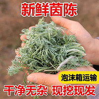 阿树尚【鲜挖野生】新鲜茵陈带根白蒿野菜深山野菜无污染带根地菜现 甄选新鲜茵陈2斤装