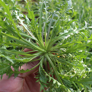 密水农家农家山坡苦麻 野菜 每日现挖现卖 新鲜蔬菜 苦麻250g*2份